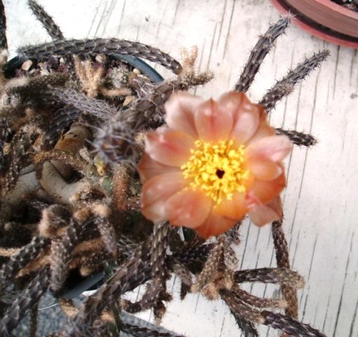 Pterocactus_1